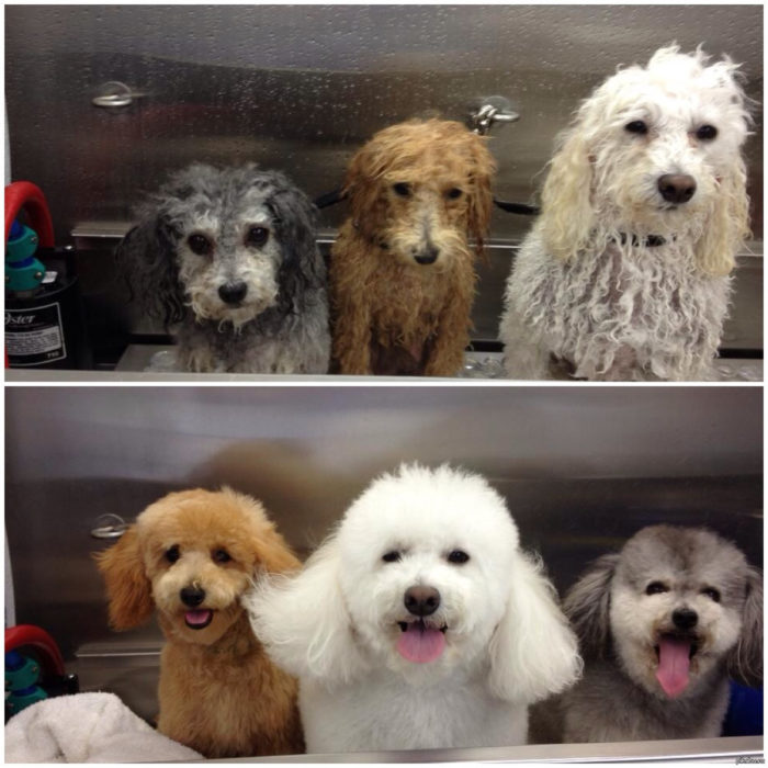Tres perritos mojados con cara de susto, los mismos perritos y asecos y peinados con cara de felicidad