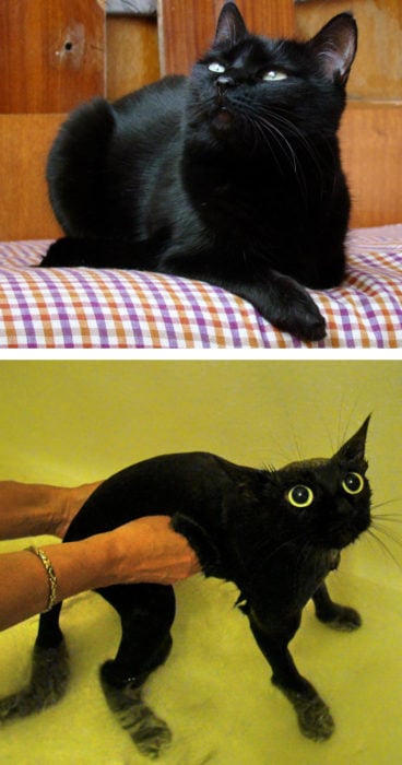 Gato negro elegante antes del baño, gato asustado flaquito durante su baño