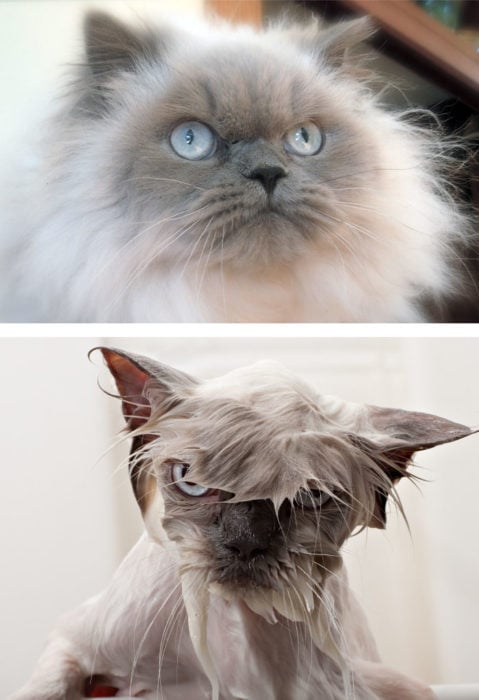Gato esponjoso antes y durante el baño