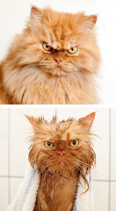 Gato con cara de enojado antes del bañoy con cara de enojado durante su baño