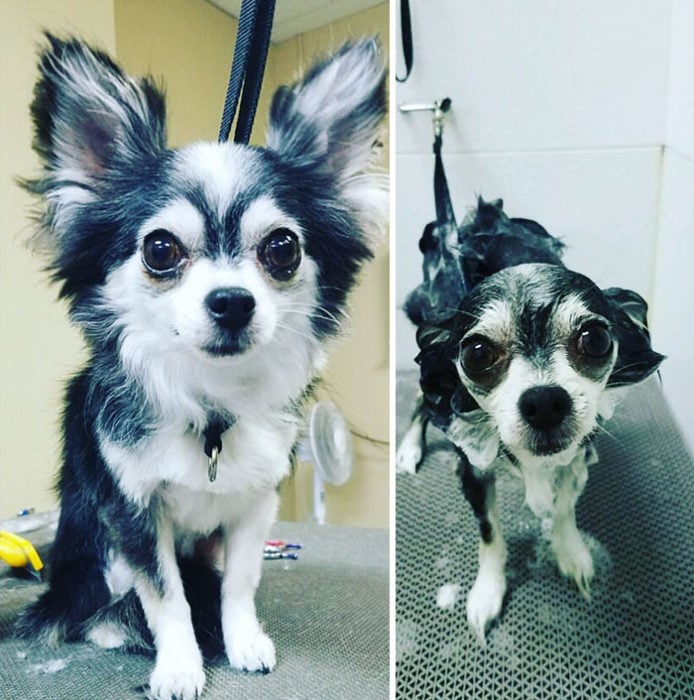 Perrito blanco con negro antes y después del baño