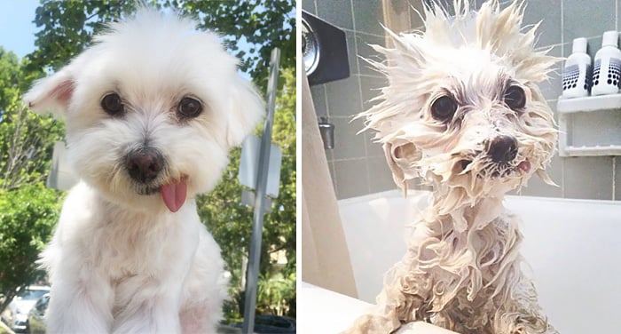 Perrito blanco con lengua de fuera antes y durante el baño