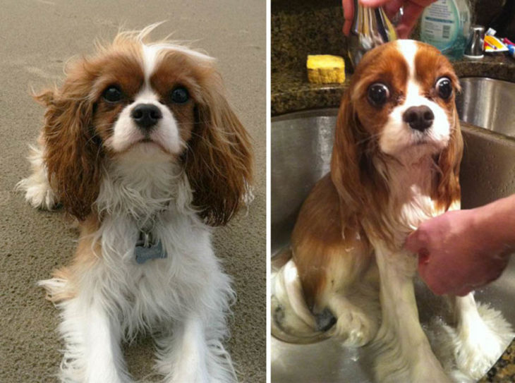 Perrito cocker antes y después del baño