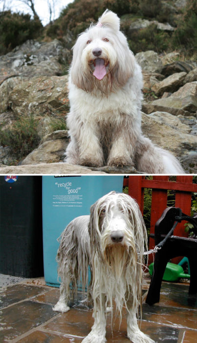 Perro grande peludo antes del baño y durante el baño con cara de nefasto