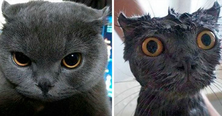 Gatito gris con mirada enojada antes del baño, y el mismo gato con cara de susto mientras lo bañan