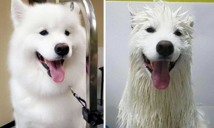 Perrito blanco peludo antes y durante su baño sonriendo