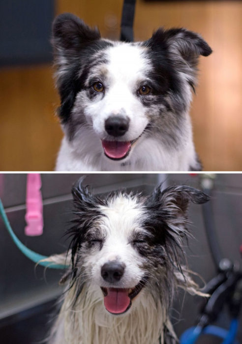 Perrito antes y durante su baño sonriendo