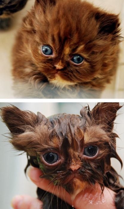 Gatito tierno chiquito antes del baño y gatito tierno con cara de susto mientras lo bañan