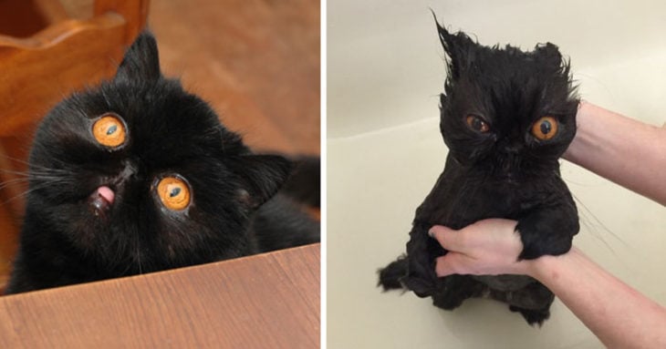 Gato negro con ojos miel antes del baño y durante el baño con cara de enojo