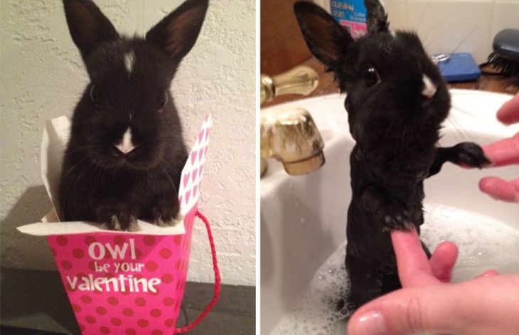Conejo esponjosito antes del baño, conejo flaquito durante su baño
