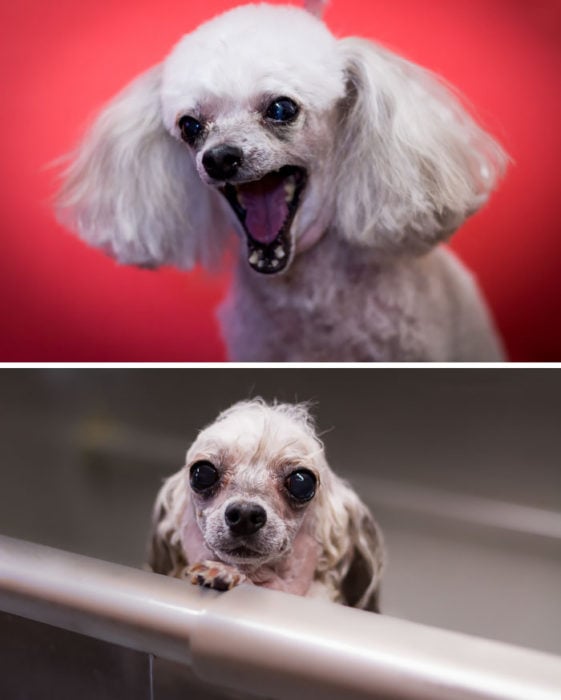 Perrita enojada antes del baño y asustada durante su baño