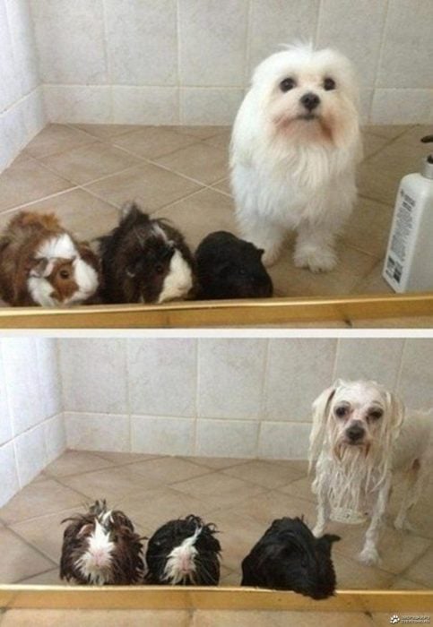 Perrito y hamsters antes del baño, y durante el baño