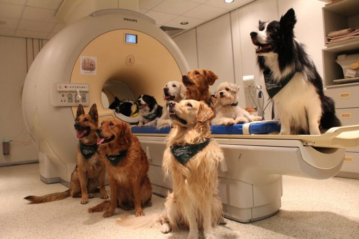 Trece perros en un consultorio medico para una investigación