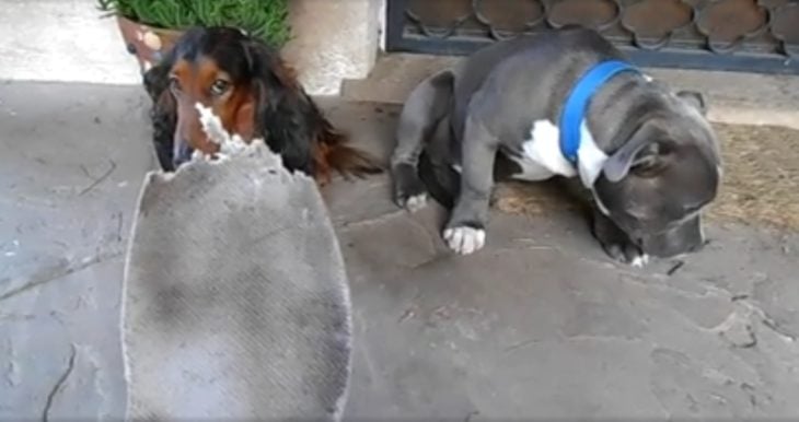 Dos perros siendo regañados por una plantilla mordida