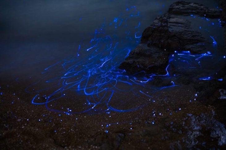 La orilla del mar en Japón con luces bioluminiscentes de las luciérnagas del mar