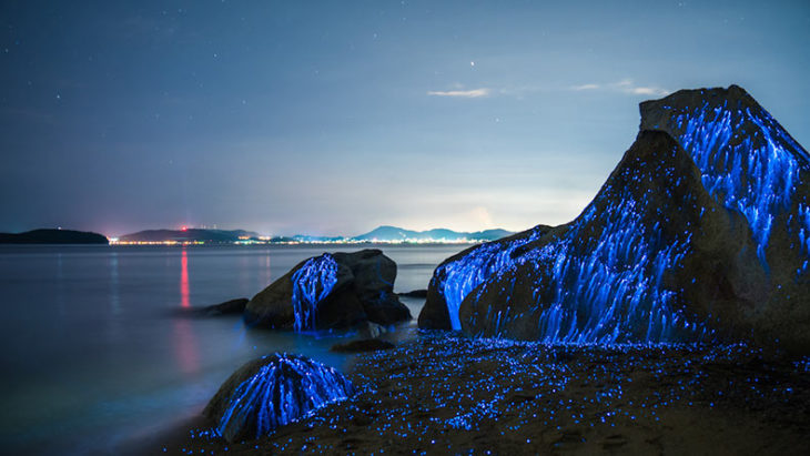 Luz de camarones bioluminiscentes en roca de Japón