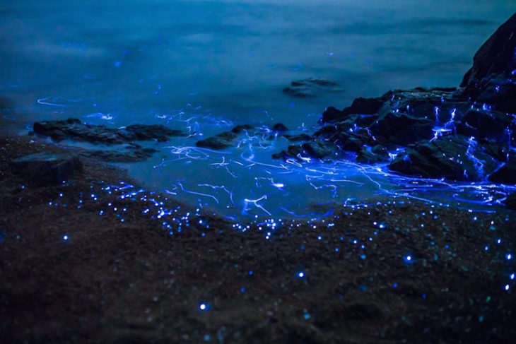Rios azules camarón bioluminiscente