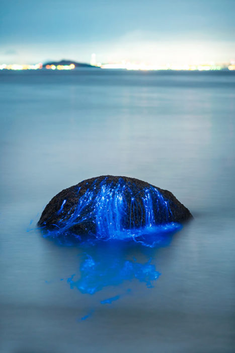Roca en medio del mar de Japón con camarones bioluminiscentes