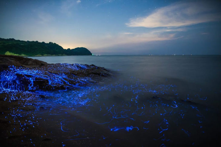 Rios azules Japón camarones bioluminiscentes