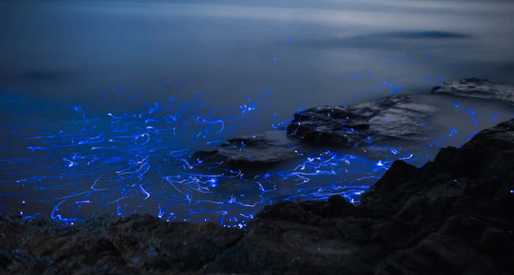 Luz bioluminiscente en la orilla del mar de Japón
