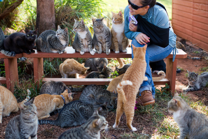 El Santuario del Gato