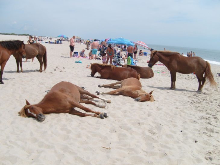 Caballos en la playa