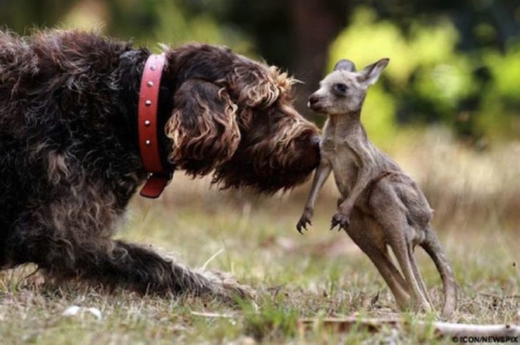 perro y canguro