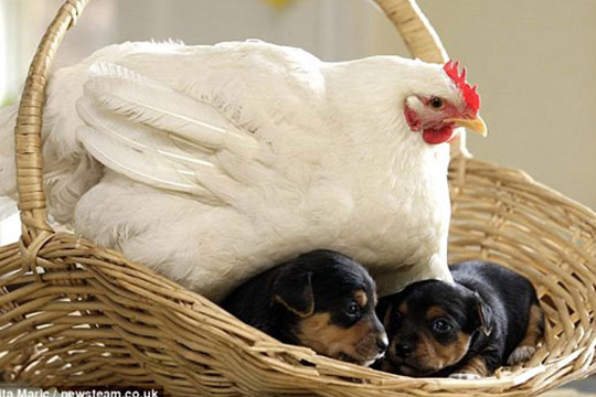 gallina y cachorros