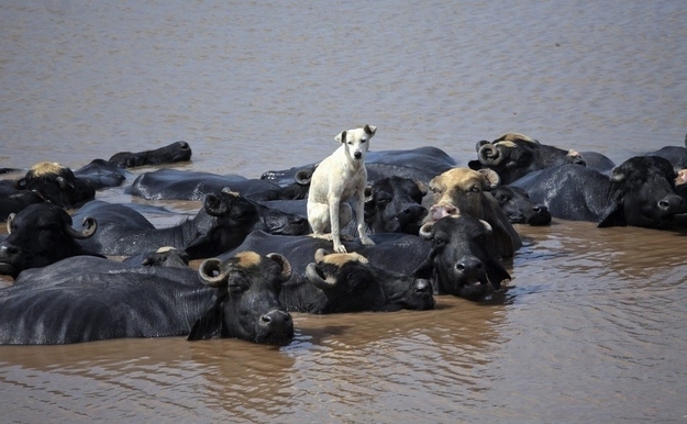 perro y bufalos