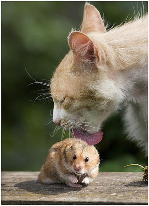 gato hamster