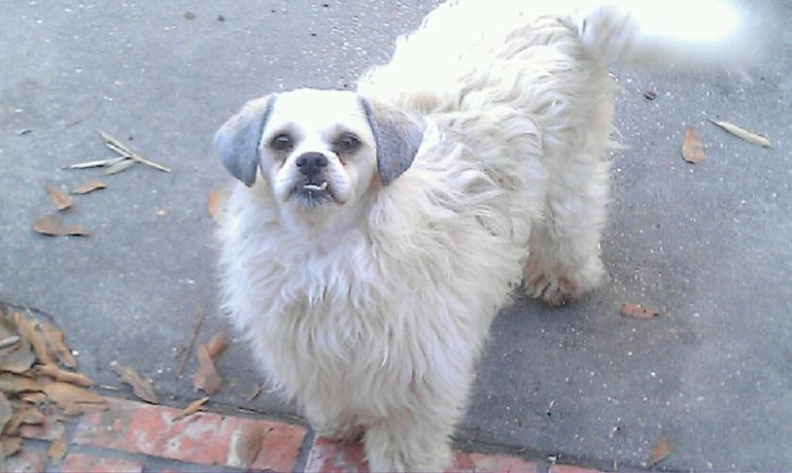 perro con traje de pelo