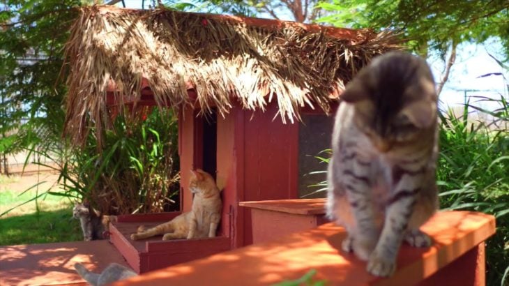 El Santuario del Gato