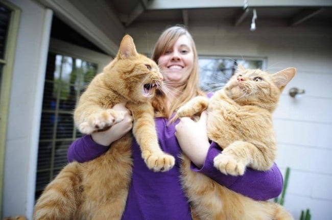 Gatos enormes y gordos