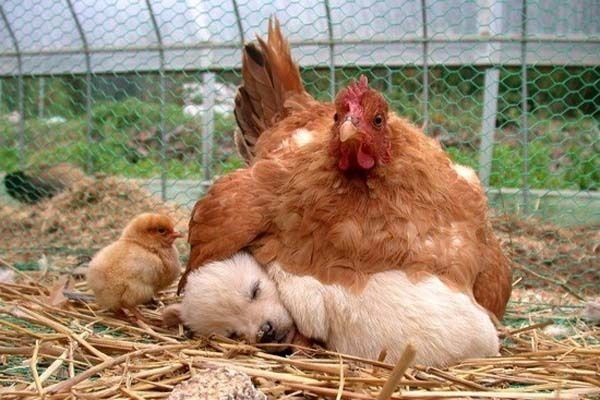 Gallina encima de un perro