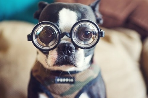 perro con lentes