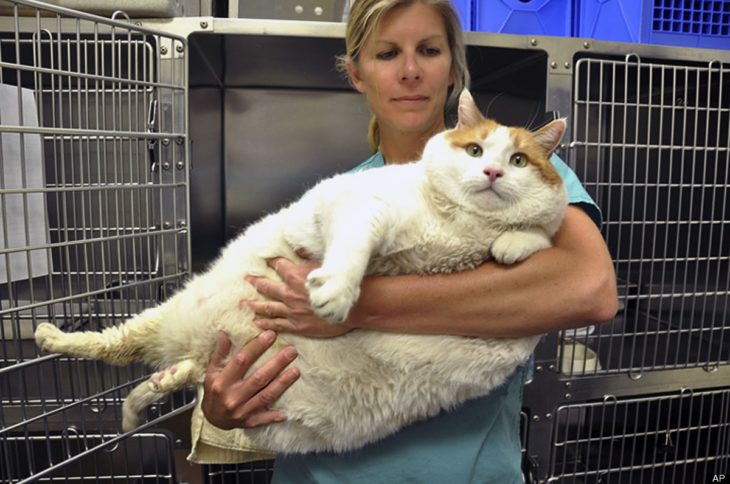 Gatos enormes y gordos
