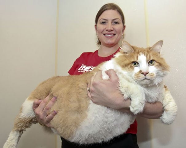 Gatos enormes y gordos