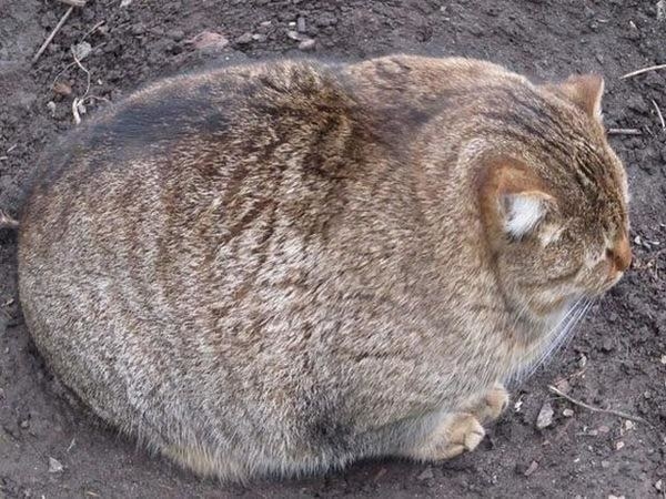 Gatos enormes y gordos