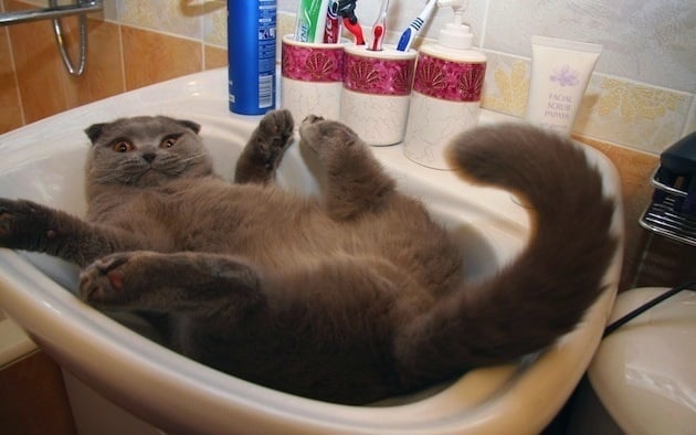 Gato en el lavamanos