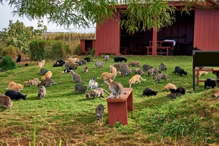 El Santuario del Gato