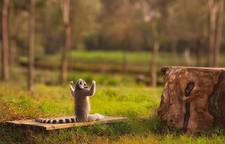 Animales en posición extraña