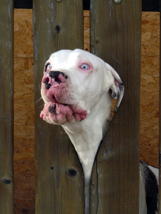 Perro atorado en reja