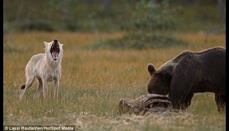 aullando lobo y oso