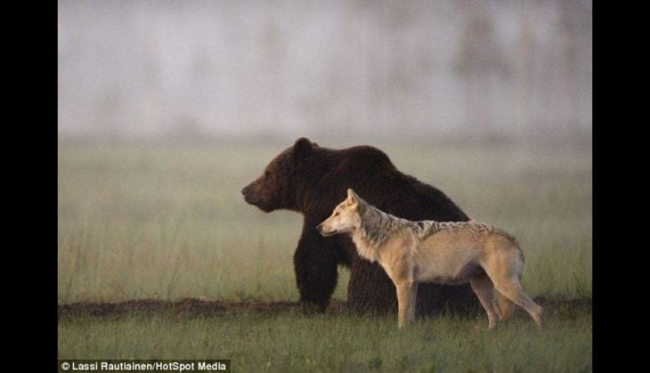 loba y oso