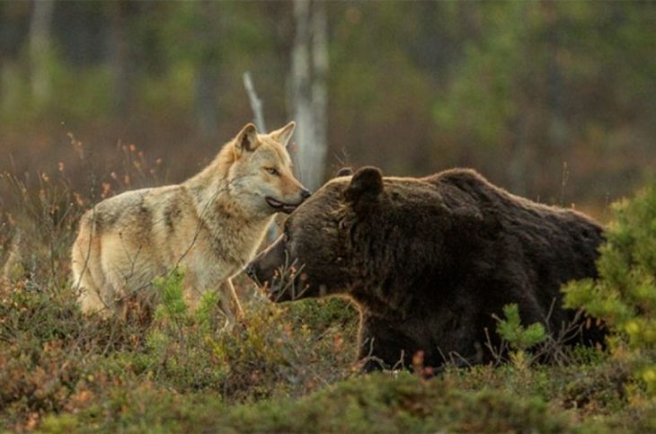 oso y loba jugando