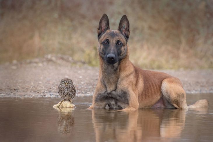 Perro y búho son amigos inseparables