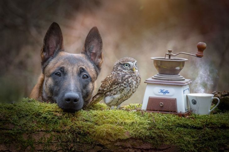 Perro y búho son amigos inseparables