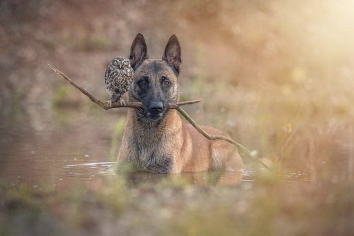 Perro y búho son amigos inseparables