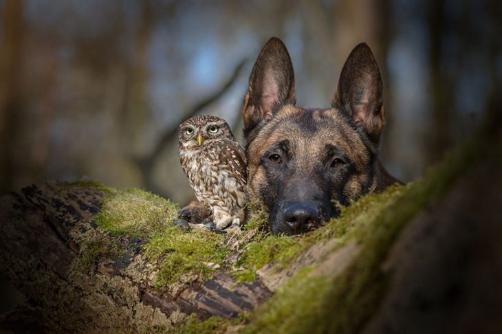 Perro y búho son amigos inseparables