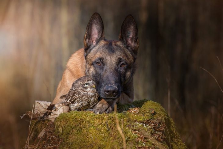Perro y búho son amigos inseparables